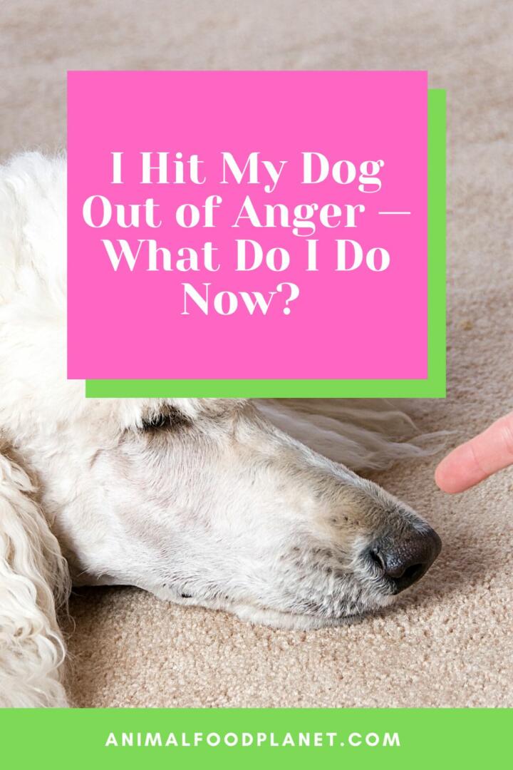 I Hit My Dog Out of Anger — What Do I Do Now?
