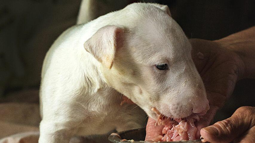 If you give puppies chicken hearts as a supplement to their diet the soonest they can eat are healthier compared to those relying on commercial dog food