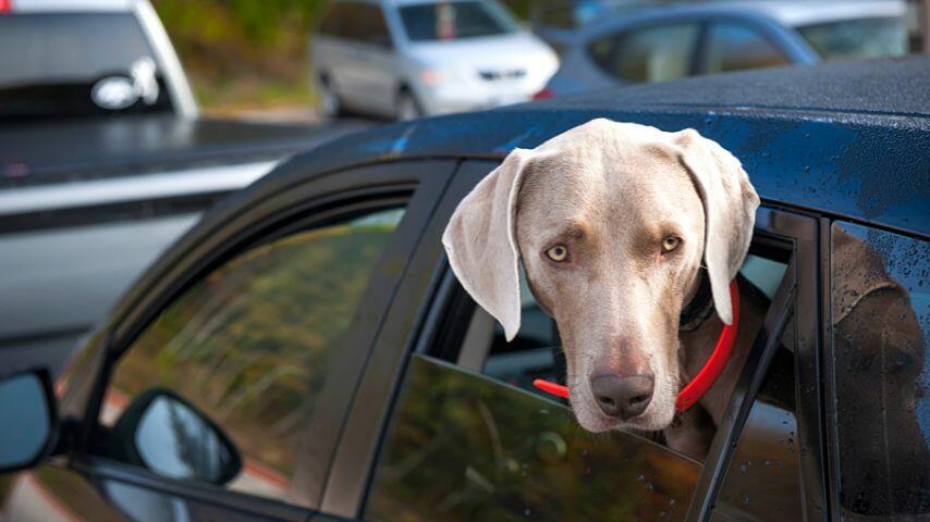 If your dog is used to being inside a car, then you can make it wait inside the car for at least an hour or two to pickup someone from the airport