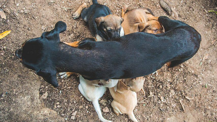 If a nursing mother dog has inverted nipples, its puppies can't get enough milk, making them at risk of being underweight or malnourished If a nursing mother dog has inverted nipples, its puppies can't get enough milk, making them at risk of being underweight or malnourished
