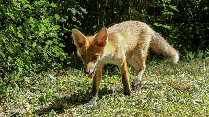 If fox ingest too many berries and thereby xylitol, they can start vomiting and become sluggish