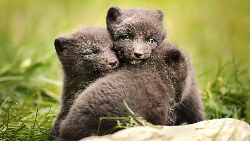 If kits are lucky to survive after their newborn stage, they can eventually learn to hunt for themselves