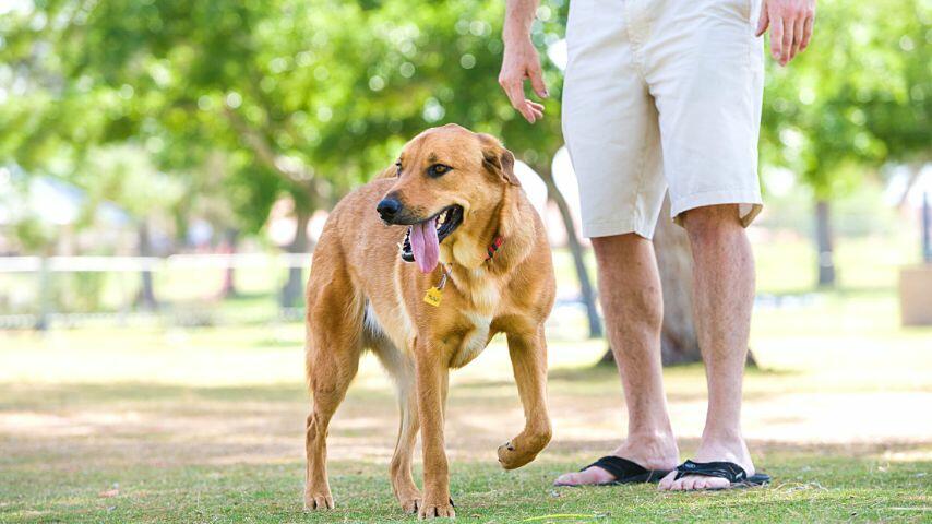 If there are two of you who will pick up a passenger in the airport, one of you can walk the dog 