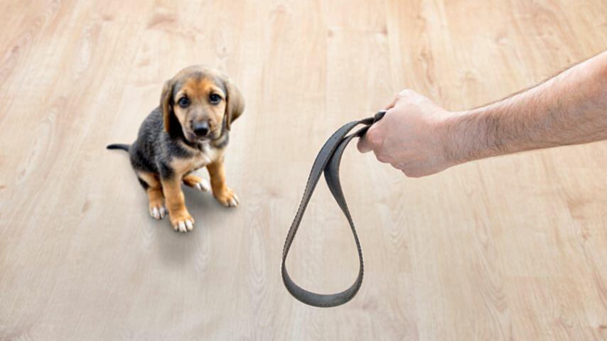 If you hit your dog out of anger, it may grow fearful of your presence If you hit your dog out of anger, it may grow fearful of your presence