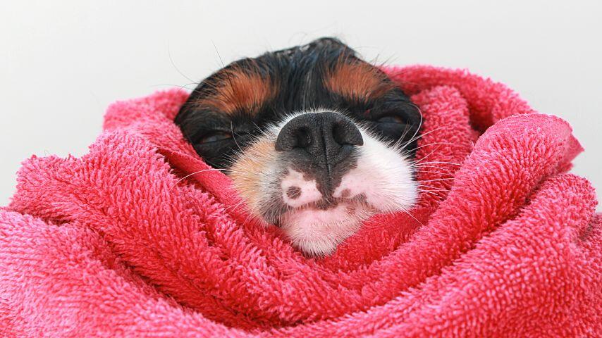 If your dog has a high temperature, soak a towel in water and wrap it around his neck and chest area