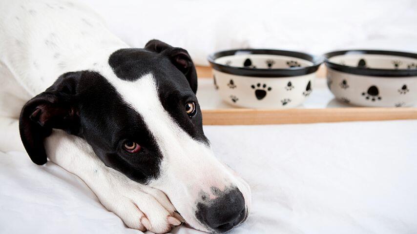 If your dog has lost its appetite after eating glass, take it to the vet immediately