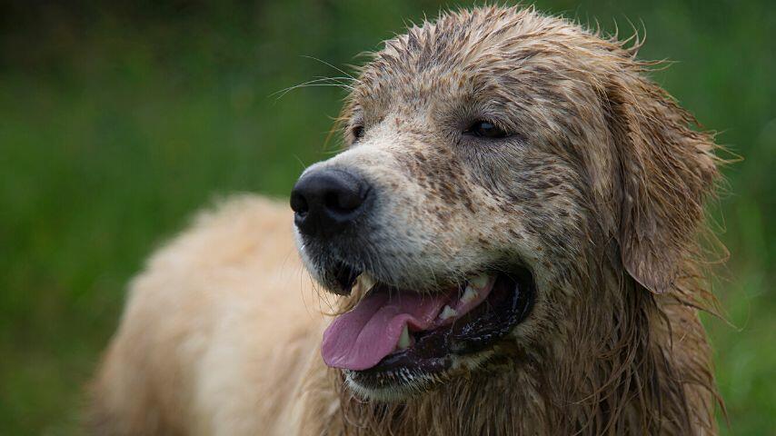 If your dog is dirtier than usual, a cat shampoo won't be able to remove the dirt and grime properly as they're mild
