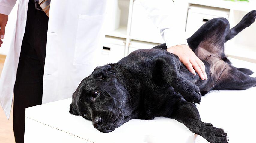 If your dog shows overheating signs, contact the vet immediately so they'll know how to treat him