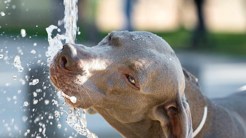 If your dog shows any sign of heat stress, offer him water when he is able to drink it
