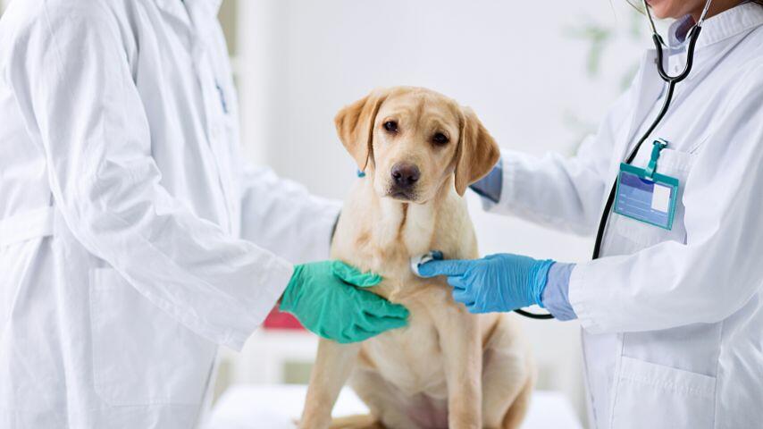 If your dog begins vomiting or having diarrhea, bring it to the vet