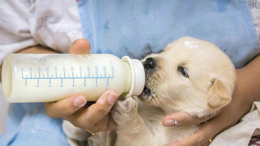 If your nursing dog has inverted nipples, you can provide supplemental feeding to the puppies If your nursing dog has inverted nipples, you can provide supplemental feeding to the puppies
