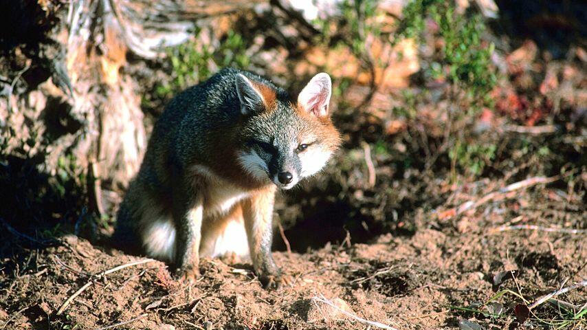 If you're living in South America, you'll likely to run into gray foxes