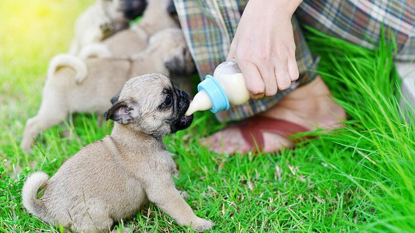 Let your dog drink goat's milk when they accidentally eat jalapenos as it is easily digestible Let your dog drink goat's milk when they accidentally eat jalapenos as it is easily digestible