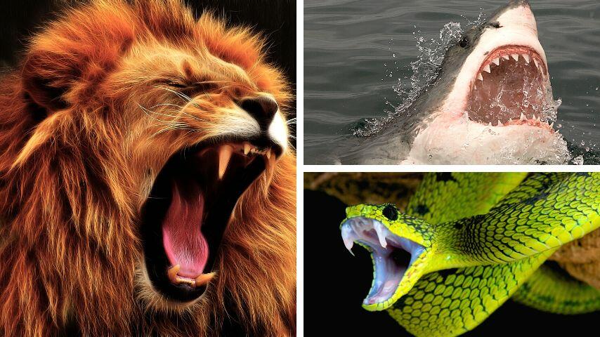 Lions, sharks, and snakes are known to have fangs