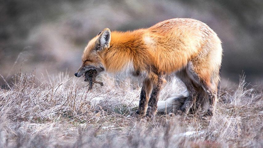 Meat is the major component of a red fox's diet which they can find anywhere