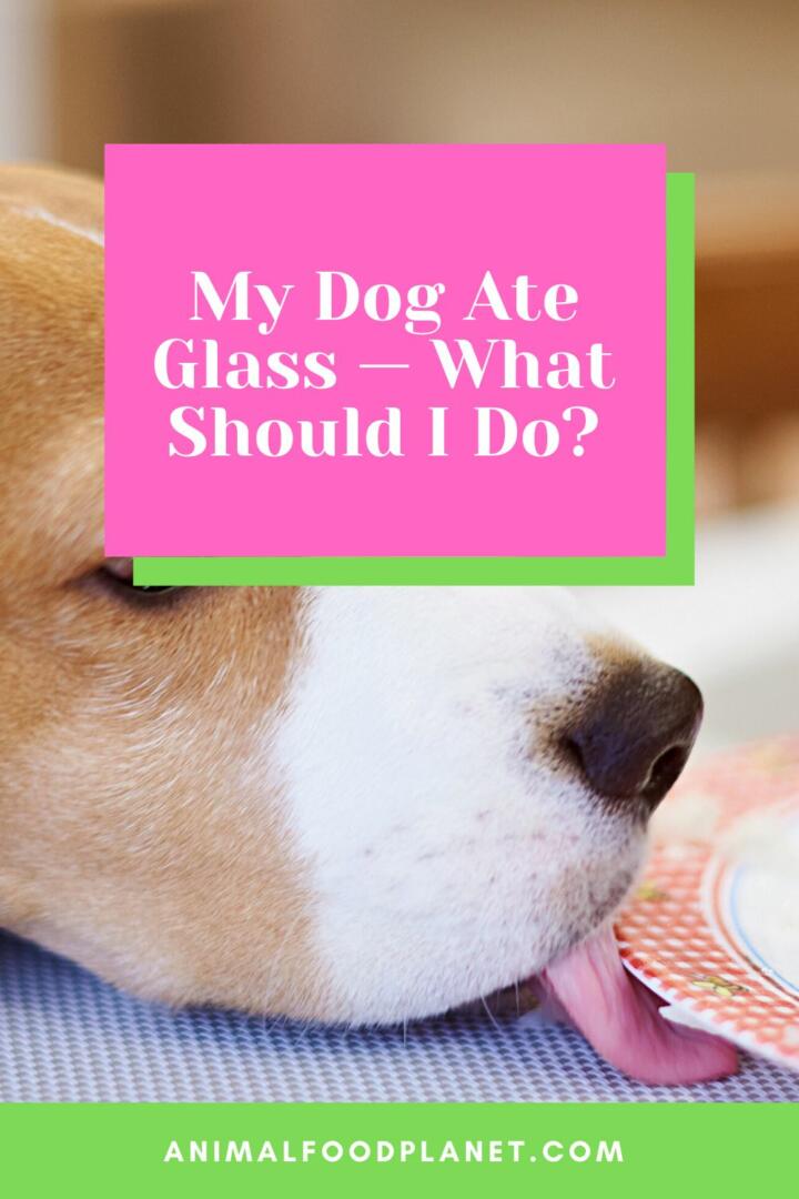 My Dog Ate Glass — What Should I Do?