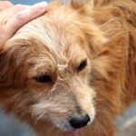 My Dogs Head is Hot — What are the Reasons and Remedies?