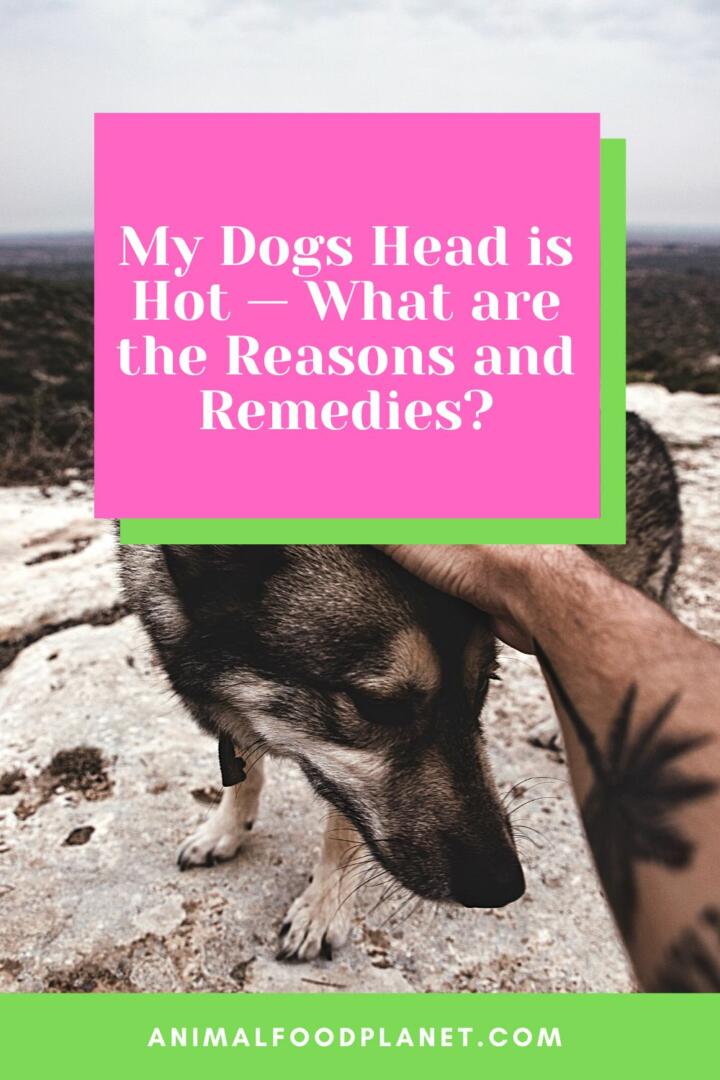 My Dogs Head is Hot — What are the Reasons and Remedies? My Dogs Head is Hot — What are the Reasons and Remedies?