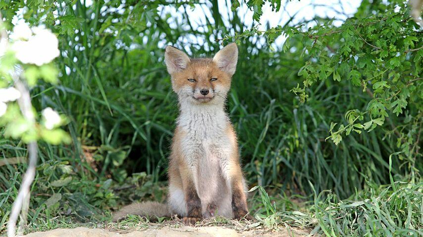 One month after their birth, baby foxes have teeth, and are now being fed with predigested food by the adults in their den
