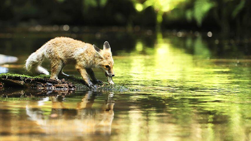 Red foxes are also known to wade into shallow bodies of water to hunt crabs, shrimp, and fish