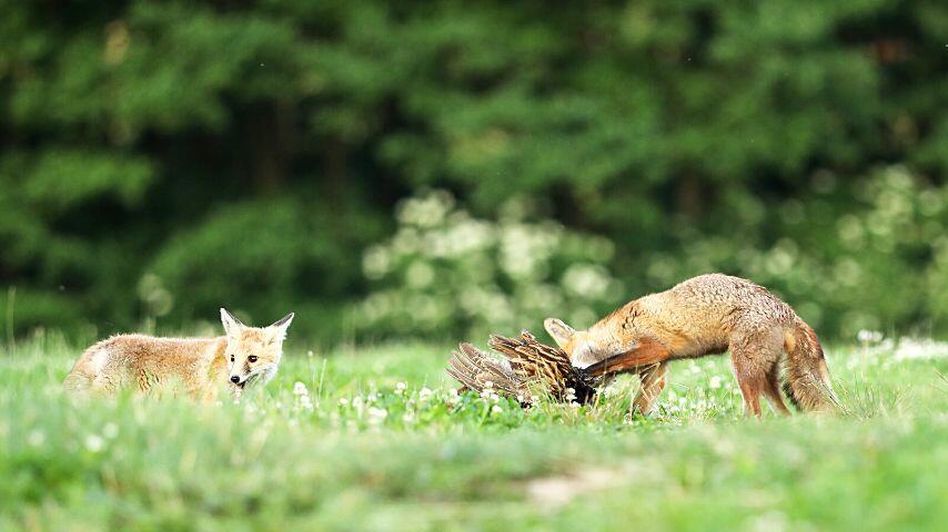 Red foxes will hunt birds like chickens, ducks, pigeons, and robins for their young cubs Red foxes will hunt birds like chickens, ducks, pigeons, and robins for their young cubs