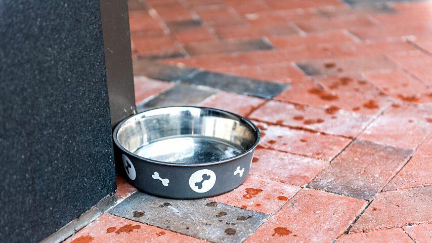 Regularly refilling your dog's water bowl is the best way to keep it hydrated and avoid overheating Regularly refilling your dog's water bowl is the best way to keep it hydrated and avoid overheating