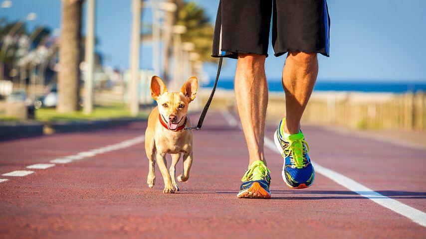 Take your dog for a longer walk than usual so he will be able to expend his energy before a nail-clipping session