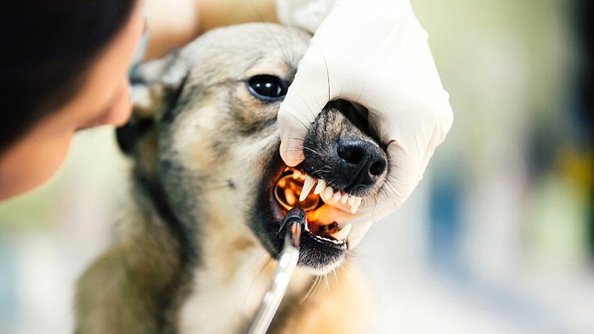 Bring your dog to its vet if you see cuts near its mouth after eating glass