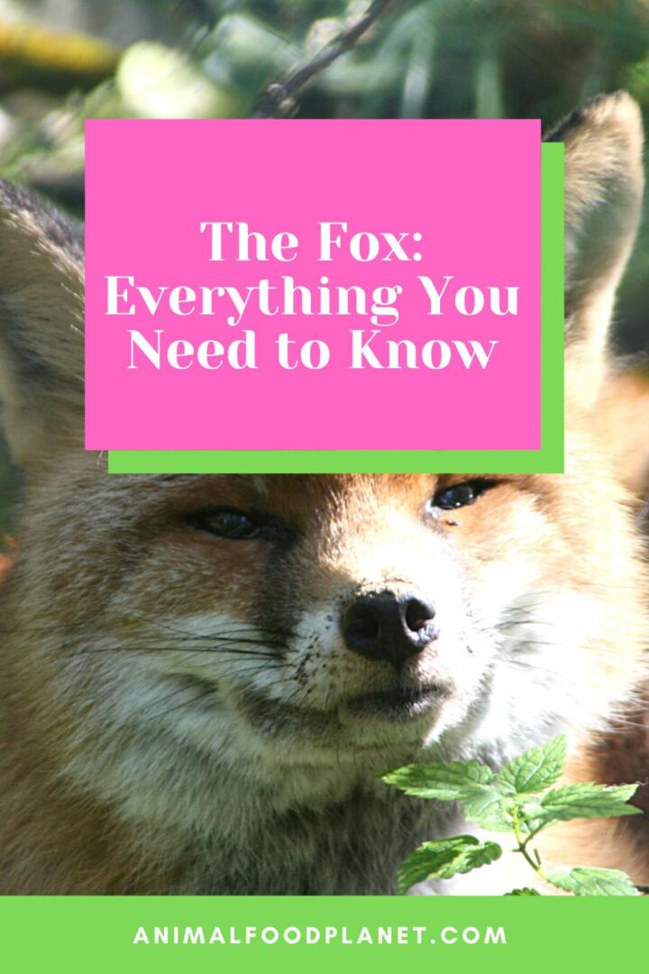The Fox: Everything You Need to Know