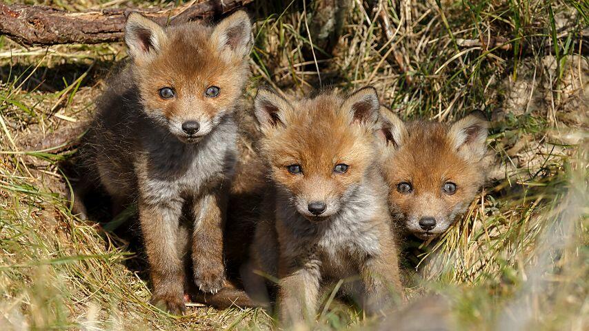 The average litter size for foxes is 3 to 5 cubs The average litter size for foxes is 3 to 5 cubs