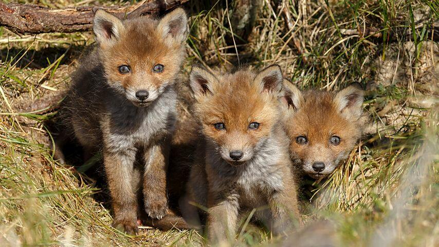 The average litter size for foxes is 3 to 5 cubs