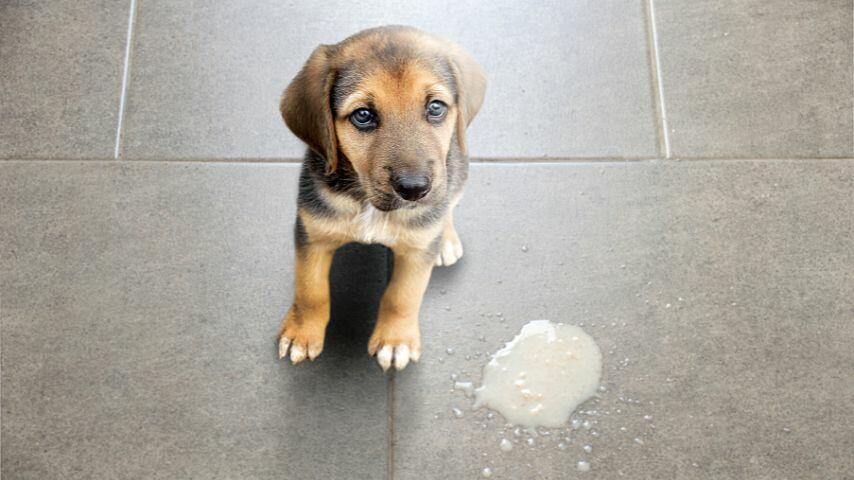 The capsaicin in jalapenos is enough to cause gastrointestinal upset to your dog, leading it to vomit The capsaicin in jalapenos is enough to cause gastrointestinal upset to your dog, leading it to vomit
