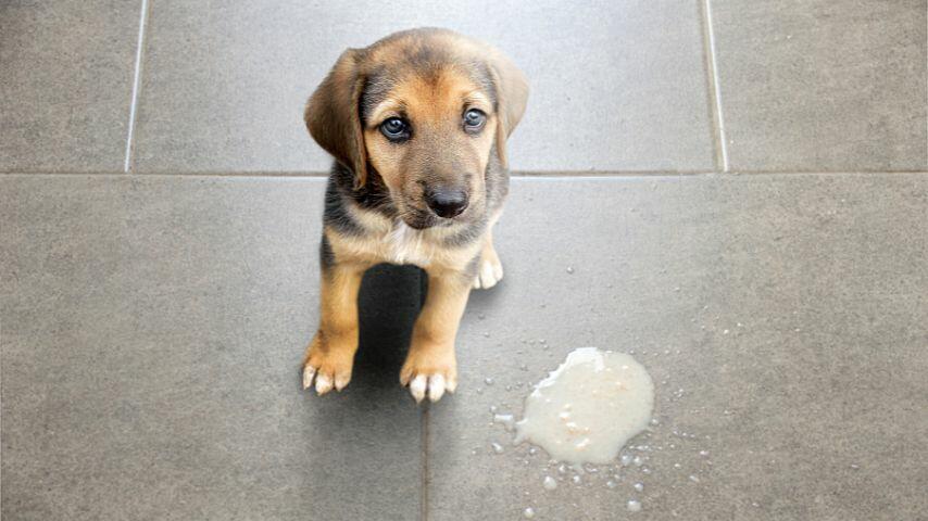 The capsaicin in jalapenos is enough to cause gastrointestinal upset to your dog, leading it to vomit