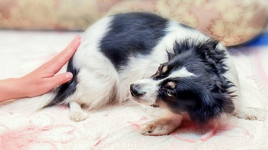 The dog may run away from you instead of welcoming you after you hit it out of anger The dog may run away from you instead of welcoming you after you hit it out of anger
