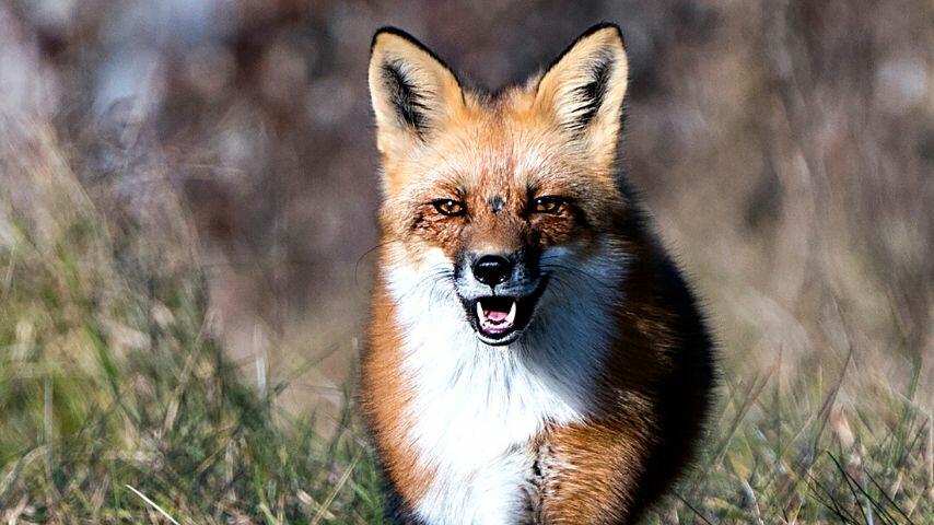 The long canines of the fox will immediately tell you that they're predators