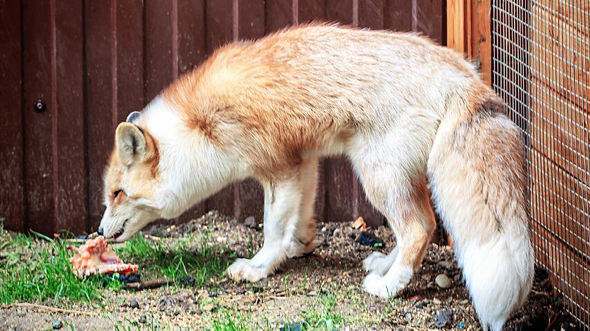 The molars and premolars of the fox help it grind and chew on the meat it eats The molars and premolars of the fox help it grind and chew on the meat it eats