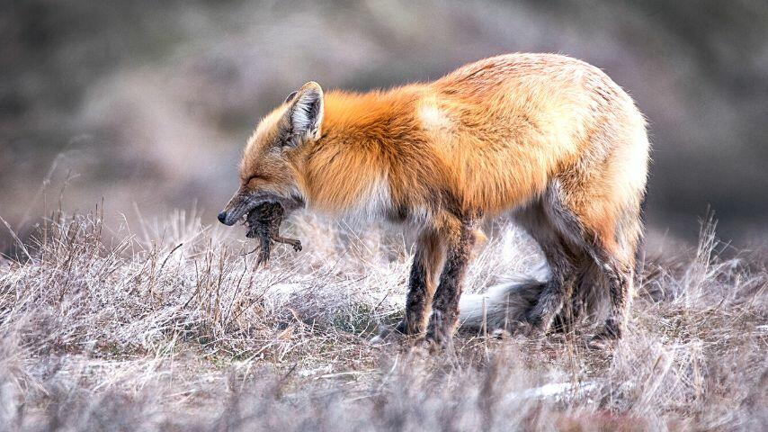The small mammals that foxes love to eat are found in grasslands
