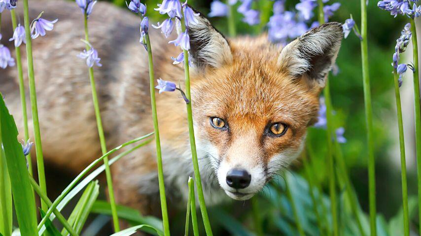 The vertical slits on a fox's eyes allows it to operate across a variety of light conditions The vertical slits on a fox's eyes allows it to operate across a variety of light conditions