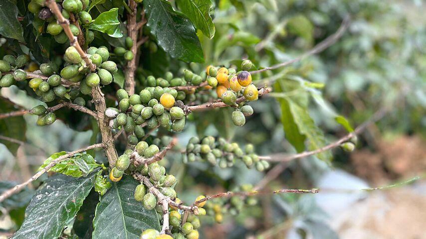 Though foxes can't afford to be picky in the wild, they ignore those berries that are still unripe Though foxes can't afford to be picky in the wild, they ignore those berries that are still unripe