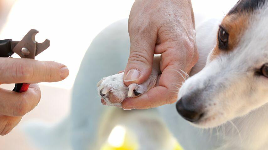Though nail clipping is an important part of their grooming, some dogs tense up whenever they see the nail clippers