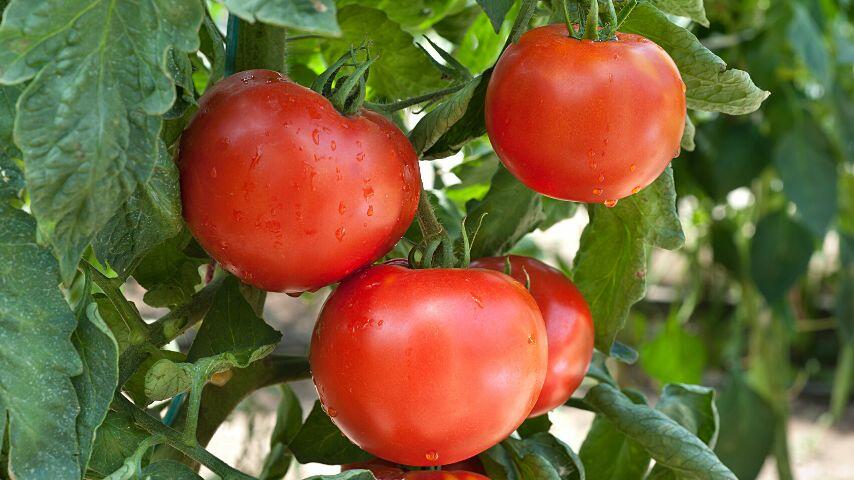 Tomatoes are also dangerous fruits for foxes as they also cause gastrointestinal symptoms to them