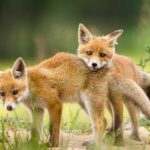 What Do Baby Foxes Eat?