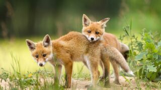 What Do Baby Foxes Eat?