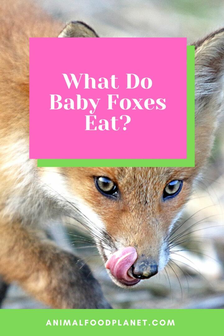 What Do Baby Foxes Eat?