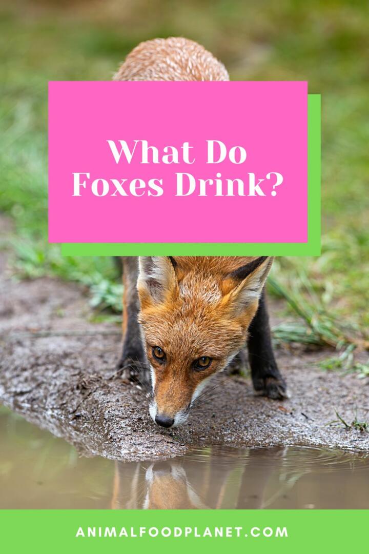 What Do Foxes Drink?