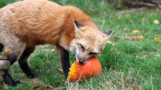 What Do Red Foxes Eat?