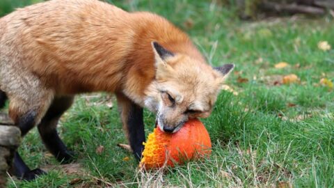 What Do Red Foxes Eat? A Surprising Variety