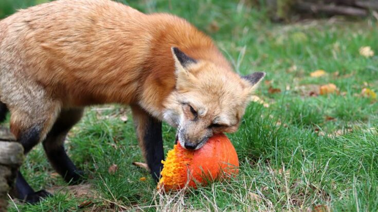 Do Fox Eat Fish The Amazing Truth do-fox-eat-fish-the-amazing-truth