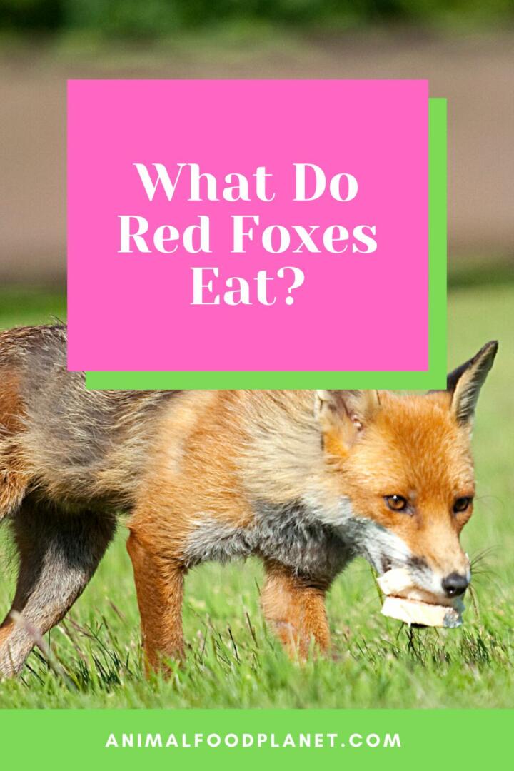 What Do Red Foxes Eat?