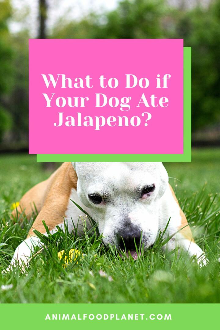 What to Do if Your Dog Ate Jalapeno?